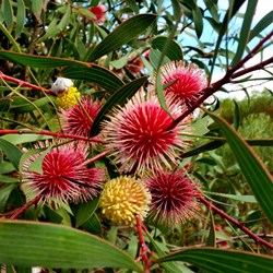 pincushion hakea bloom at Stokes Inlet