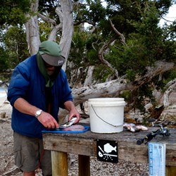 cleaning the catch at the Day area Stokes Inlet