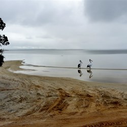 2 pelicans waiting for food