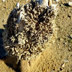 interesting growth around base of dead tree