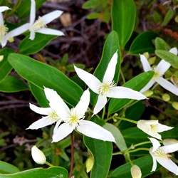 wildflower Stokes inlet