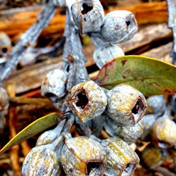 gumnuts at Stokes Inlet