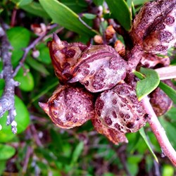 interesting nuts at Stokes Inlet
