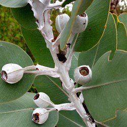 gumnuts at Stokes Inlet
