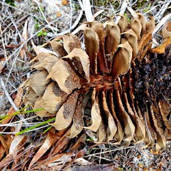 seed pod from Zamia at Stokes Inlet
