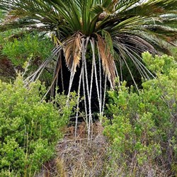 giant zamia at Stokes Inlet