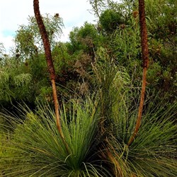 grass tree at Stokes Inlet