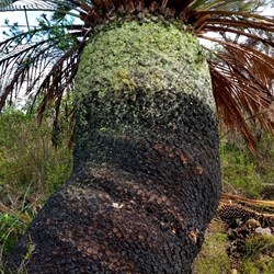 zamia at Stokes Inlet