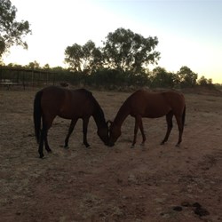 Horses At Banka Banka Station