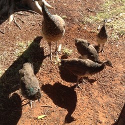 PeaCocks at Renner Springs