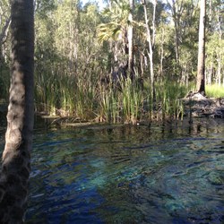 Bitter Springs Thermal Pool