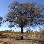 Len Beadell Plaque Half way mark on the SBJT