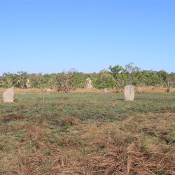 Termite Mounds Litchfield