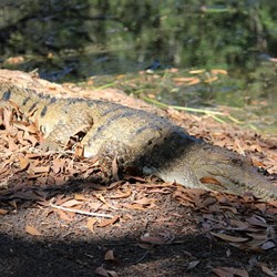 Freshwater Croc at Fogg  Dam
