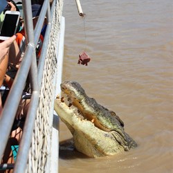 The Big crocs Adelaide River