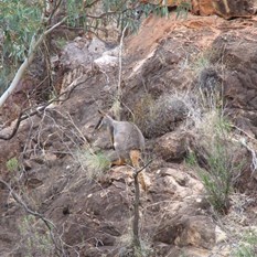 Yellow footed Rock Wallaby - Warren Gorge SA