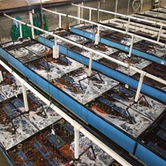 Lobster Holding tanks - Geraldton