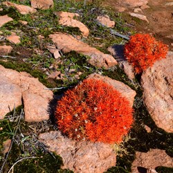 orange plants on Peak Charles
