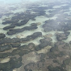 Hamelin Bay Stromatelites