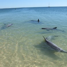 The dolphins arriving - Monkey Mia