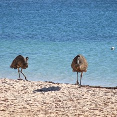 Beach bums out for a feed