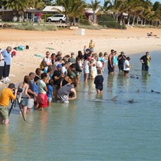 Dolphin Feeding