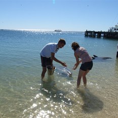 Amanda feeding the dolphins