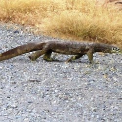 A monitor lizard crossing the road
