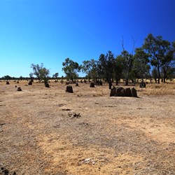 Termite mounds
