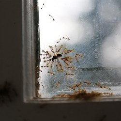 Green ants dining on a trapped bee