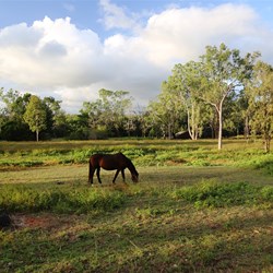 A well fed horse in the paddock next door