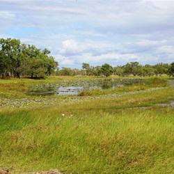 A lily-covered billabong beside the road