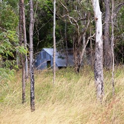 Old station outbuildings being overtaken by the tropical bush