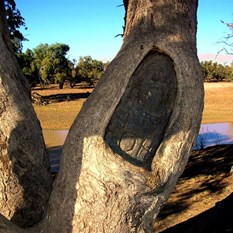 Part of the Dig Tree at Coopers Creek