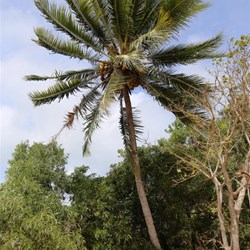 This palm tree was laden with coconuts