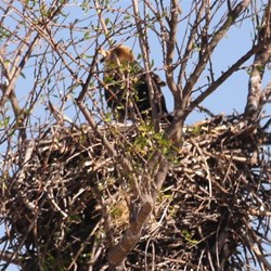 The baby eagle in its nest. Mum flew off but would have been close by keeping watch