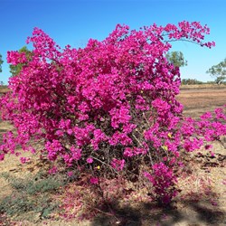Brilliantly coloured tree on the road into Borroloola