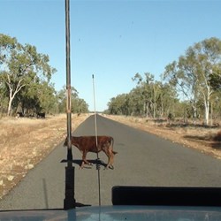 Always watch for pedestrians crossing the road