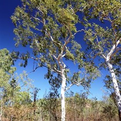 More of those fabulous white gums