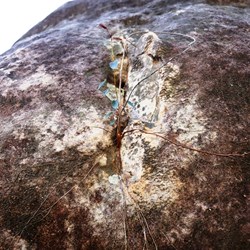 A tiny gum tree struggling to survive in a crack in the rocks