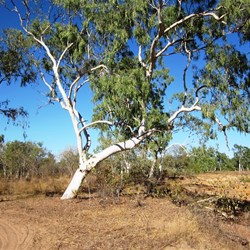 A white gum on the creek's bank