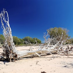 A massive tree that was probably washed down Wuraliwuntya Creek in a flood, then up onto the beach by the next storm