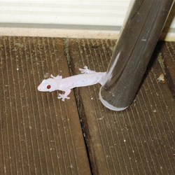 One of the neighbours dropped in to say hello