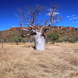 The boabs are a sign you're entering the Kimberley