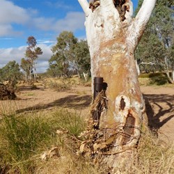 Our secret campsite north of Alice