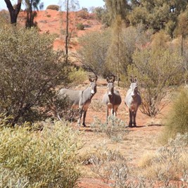 Donkeys on the trail