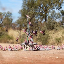 Jupiter Well - the Galahs love the water