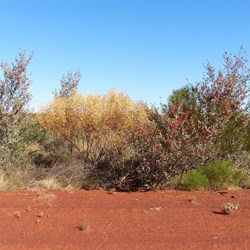Wild flowers in the area