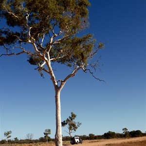 Len Beadell tree