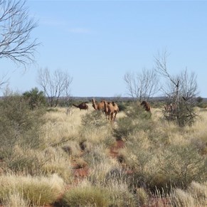 Camels on the track